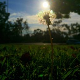 Lots of great areas for pictures..... like a bugs view of a dandelion Lots of great areas for pictures..... like a bugs view of a dandelion