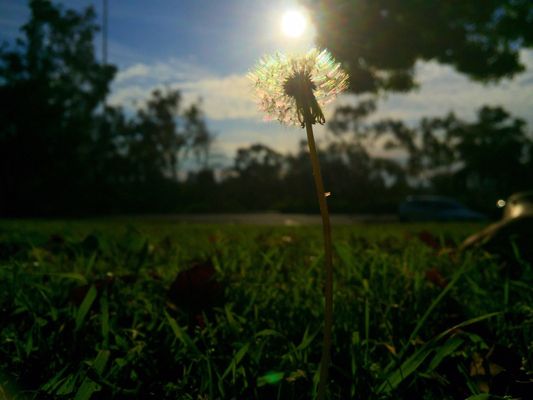 Golden Hill Park by null