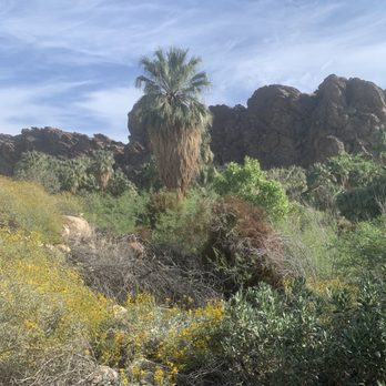 Indian Canyons - Palm trees - Parks Near Me - Palm Springs, California