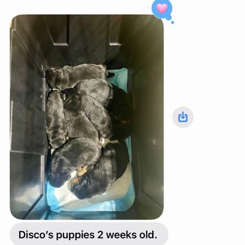Lochavens Rottweilers - Lochaven Puppies @ 2 Weeks Old - Pet Breeders Near Me