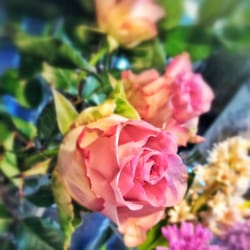 The Workshop by Sally L. Hambleton - Rosa, unas de las rosas más bonitas que he visto.