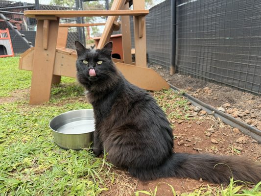 Lānaʻi Cat Sanctuary by null