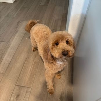Fluff Bar - Pet Groomers Near Me - Gilbert, Arizona