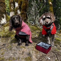 Doglingual Canine Training