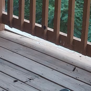 Cabins USA - Fly Infestation on Window Seal inside cabin! - Vacation Rentals Near Me - Sevierville, Tennessee