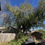 Photo of Rigo Tree Services