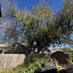 Rigo Tree Services - Ash tree, sucker clean up