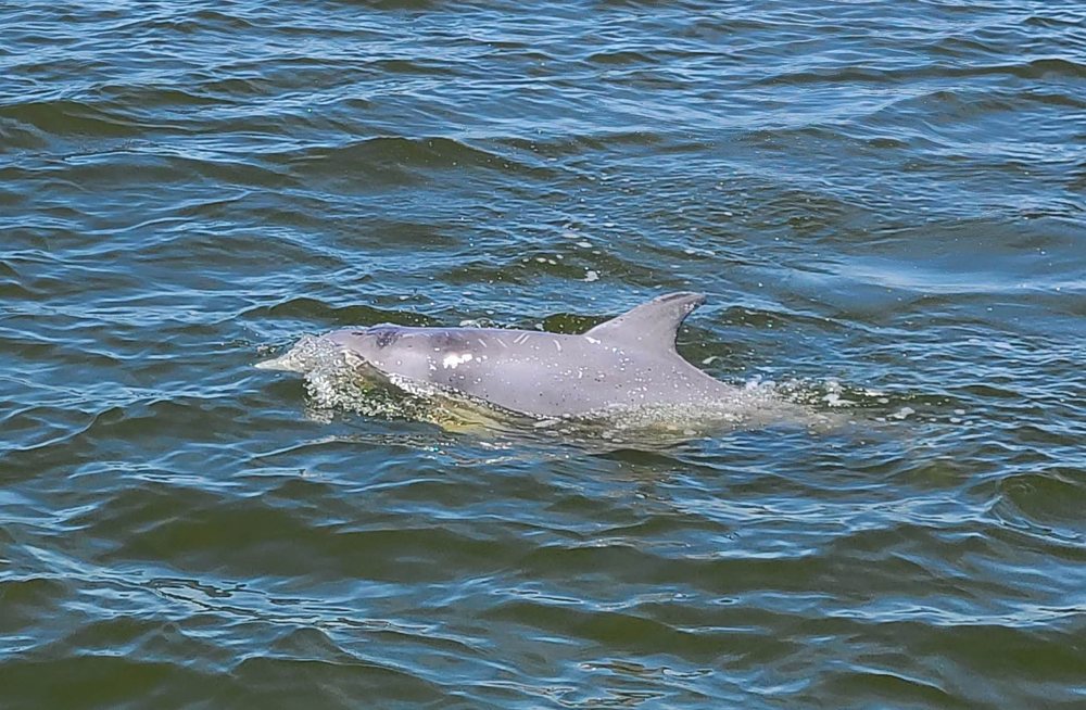Outer Banks Cruises