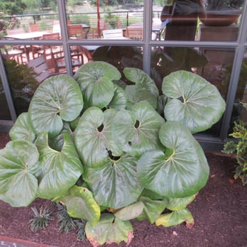 El Monumento - plant - Mexican Near Me - Georgetown, Texas