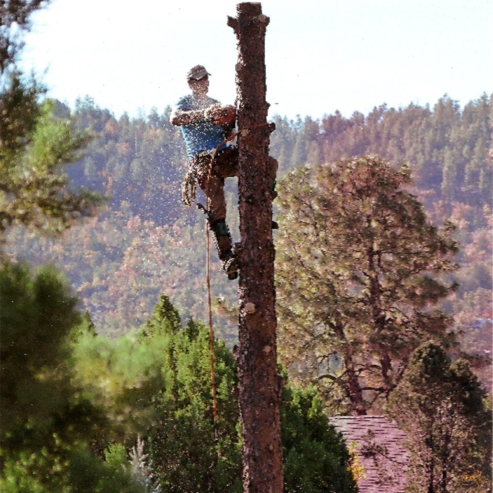 Clear Creek Tree Service - Tree Services Near Me Clear Creek Tree Service - Tree Services Near Me