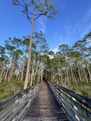 Tarkiln Bayou Preserve State Park by null