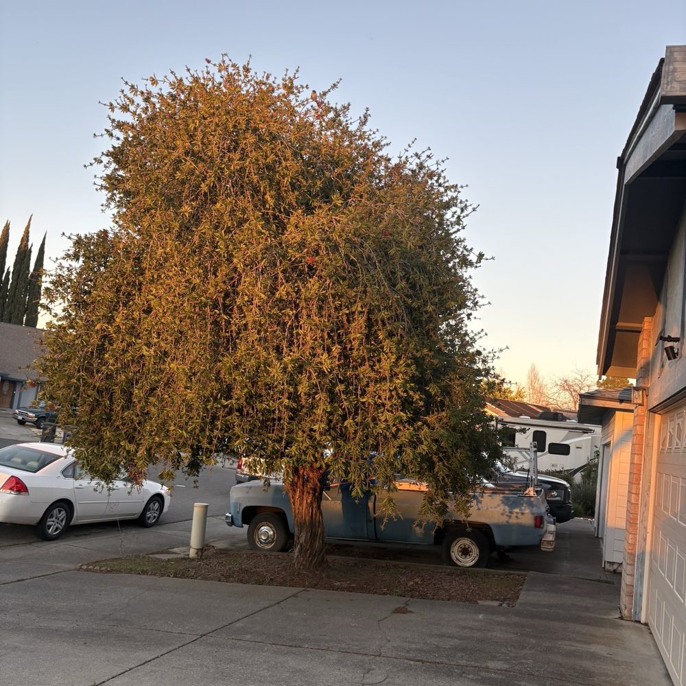 A Blessing Tree Service & Hauling - Before - Tree Services Near Me A Blessing Tree Service & Hauling - Before - Tree Services Near Me