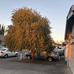 A Blessing Tree Service & Hauling - Before