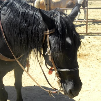 MacDonald's Ranch - PJ, The Wife's ride. - Horseback Riding Near Me - Scottsdale, Arizona MacDonald's Ranch - PJ, The Wife's ride. - Horseback Riding Near Me - Scottsdale, Arizona