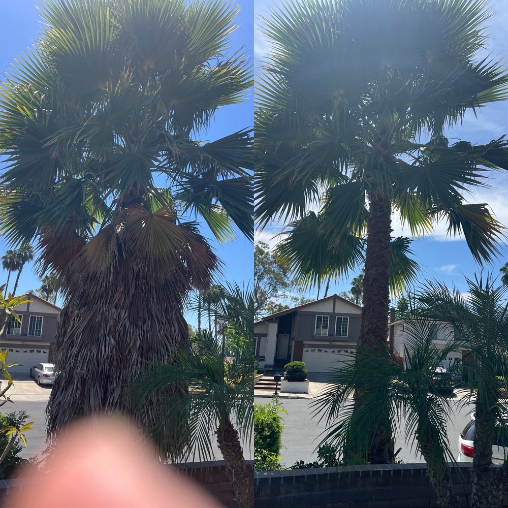 OC Tree Experts - Before and after palm tree trimming. - Tree Services Near Me OC Tree Experts - Before and after palm tree trimming. - Tree Services Near Me