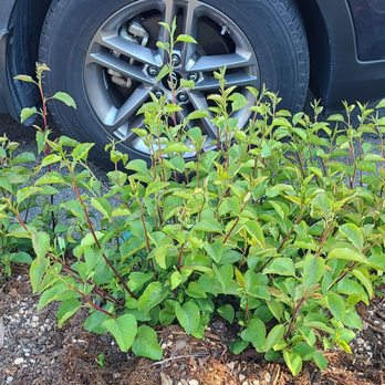 Atlas Tree Surgery - I paid for stump grinding That was a stump never removed after I was assured it will. - Tree Services Near Me - Santa Rosa, California Atlas Tree Surgery - I paid for stump grinding That was a stump never removed after I was assured it will. - Tree Services Near Me - Santa Rosa, California
