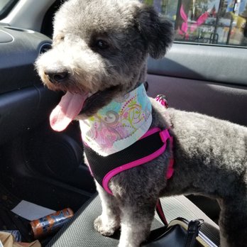The Holistic Paw - Daisy (Potato) - Pet Groomers Near Me - Roseville, California
