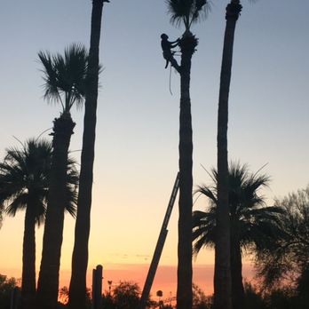 Tree Trimming - Tree Services Near Me - Tempe, Arizona