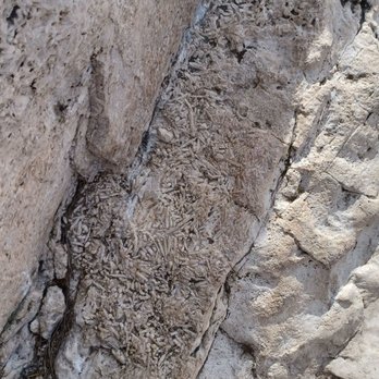 Guadalupe Peak Trail Hike - Fossilized Fusulinids on the GP trail. The park is a ancient fossil reef duh.. - Hiking Near Me - Salt Flat, Texas
