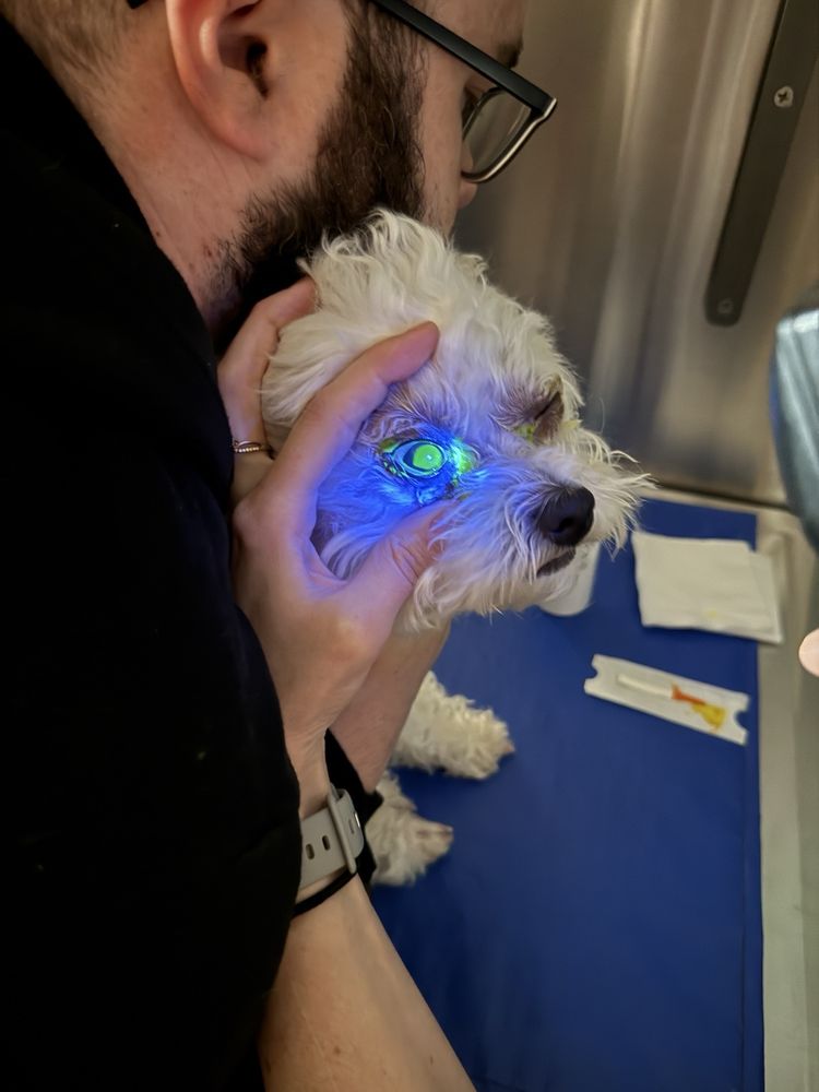 Janneth's Pet Grooming - pet boarding facility in Brinklow, MD
