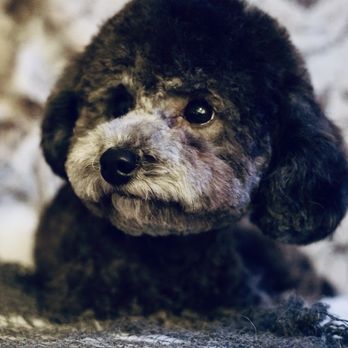 I'm Pawnie - Pet Groomers Near Me I'm Pawnie - Pet Groomers Near Me