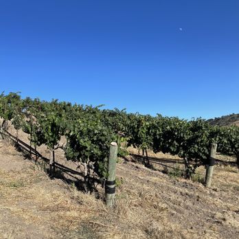 Dovecote Estate Winery - Vine Views - Wineries Near Me - Los Alamos, California