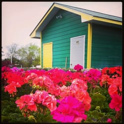 Carolina Farmers Market - beautiful geraniums