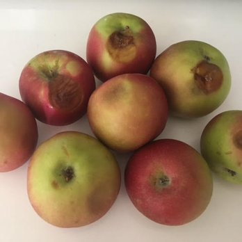 City Fresh Market - Bought a bag of apples the other day.... Should have known better. - Fruits & Veggies Near Me - Brooklyn, New York City Fresh Market - Bought a bag of apples the other day.... Should have known better. - Fruits & Veggies Near Me - Brooklyn, New York