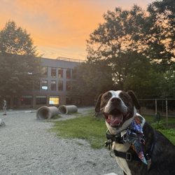 Tudor Street Dog Park