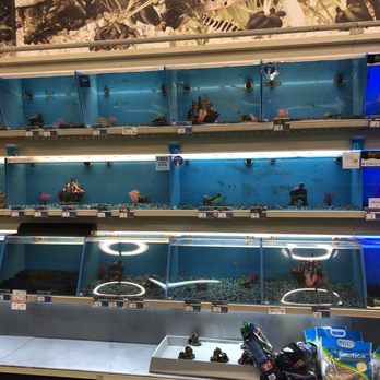PetSmart - Tanks covered in algae - Pet Stores Near Me - Atlanta, Georgia PetSmart - Tanks covered in algae - Pet Stores Near Me - Atlanta, Georgia