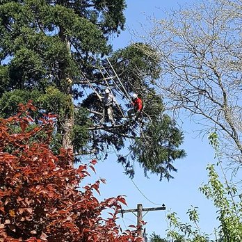 Jacob's Ladder Tree Tech - Out on a limb - Tree Services Near Me Jacob's Ladder Tree Tech - Out on a limb - Tree Services Near Me