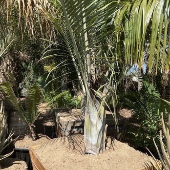 Palm Plantation - Nurseries & Gardening Near Me - Riverside, California