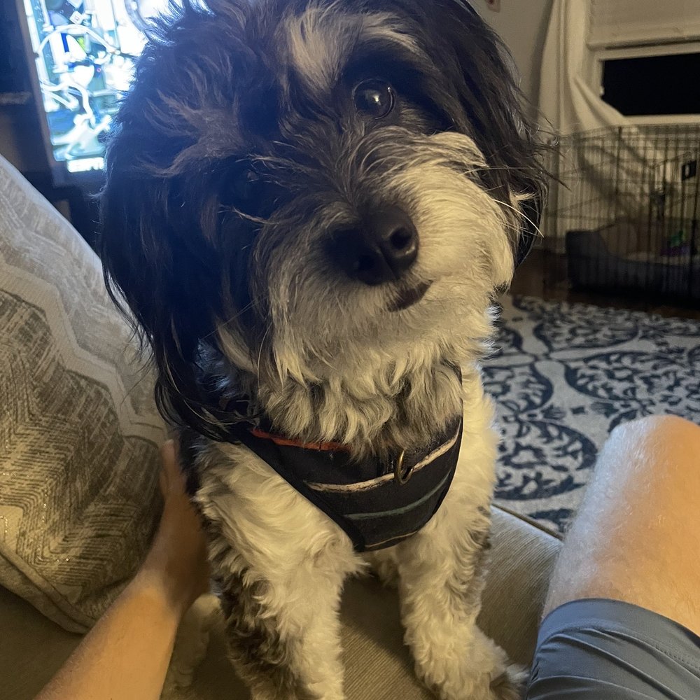 BluePearl Pet Hospital - Veterinarians Near Me - Spring, Texas BluePearl Pet Hospital - Veterinarians Near Me - Spring, Texas