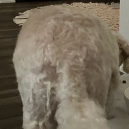Dog grooming Dog grooming