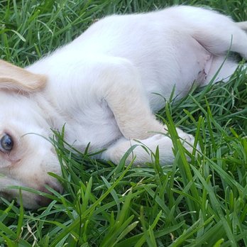 WAGS Pet Adoption - She's so much fun. - Animal Shelters Near Me - Westminster, California WAGS Pet Adoption - She's so much fun. - Animal Shelters Near Me - Westminster, California