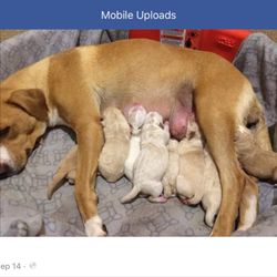 Taps Animal Shelter - Nursing mother dog at taps