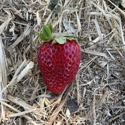 Rick's Berry Farm