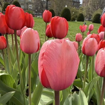 Boston Public Garden - Love pink and red - Parks Near Me - Boston, Massachusetts Boston Public Garden - Love pink and red - Parks Near Me - Boston, Massachusetts
