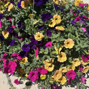 Martins Greenhouse - Nurseries & Gardening Near Me - Standish, California Martins Greenhouse - Nurseries & Gardening Near Me - Standish, California