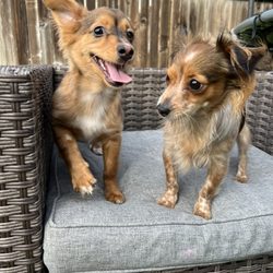 Solano County Animal Care