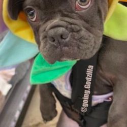 Godzilla French Bulldog Started Training at 5/6 months old .