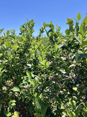 Mercer Slough Blueberry Farm by null