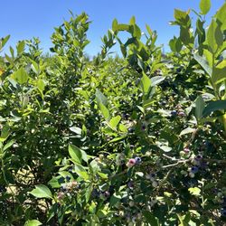 Mercer Slough Blueberry Farm