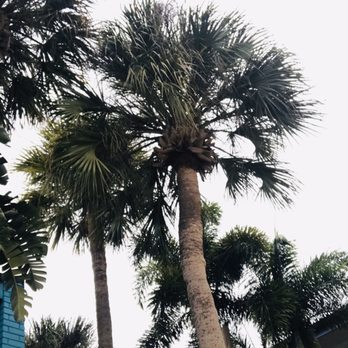 CoCo Key - Palms by the pool - Resorts Near Me - Orlando, Florida