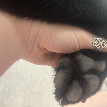 PetSmart Dog Training - Not trimmed - Pet Stores Near Me - Webster, Texas PetSmart Dog Training - Not trimmed - Pet Stores Near Me - Webster, Texas