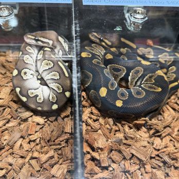 Austin Reptile Shows - Event Planning & Services Near Me