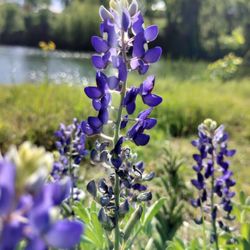 Beason's Crossing Park - TX State flower