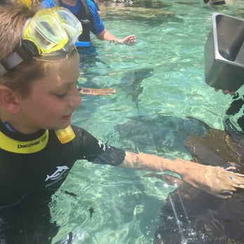 Discovery Cove - Petting a sting ray - Amusement Parks Near Me - Orlando, Florida