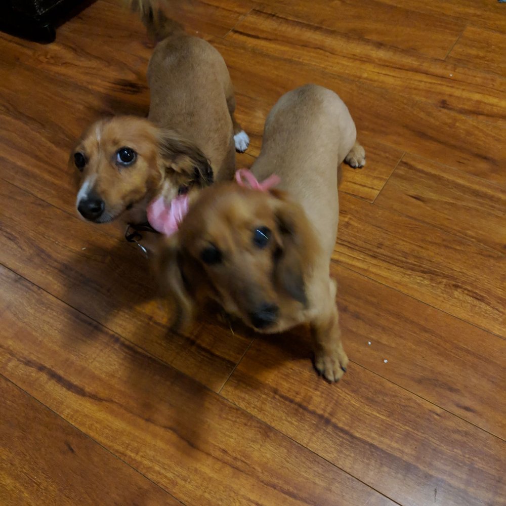 Petco - Redford & Buttons after their grooming! - Pet Groomers Near Me - Kaneohe, Hawaii Petco - Redford & Buttons after their grooming! - Pet Groomers Near Me - Kaneohe, Hawaii