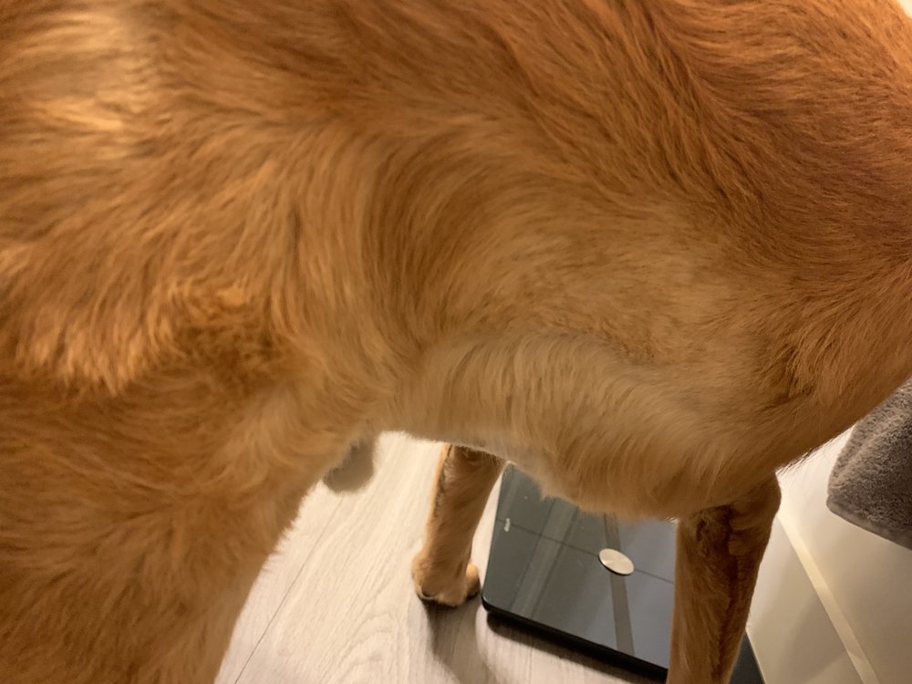 MUTT ISLAND Updated June 2024 28 Photos & 37 Reviews 320 Monroe Ave, Memphis, Tennessee